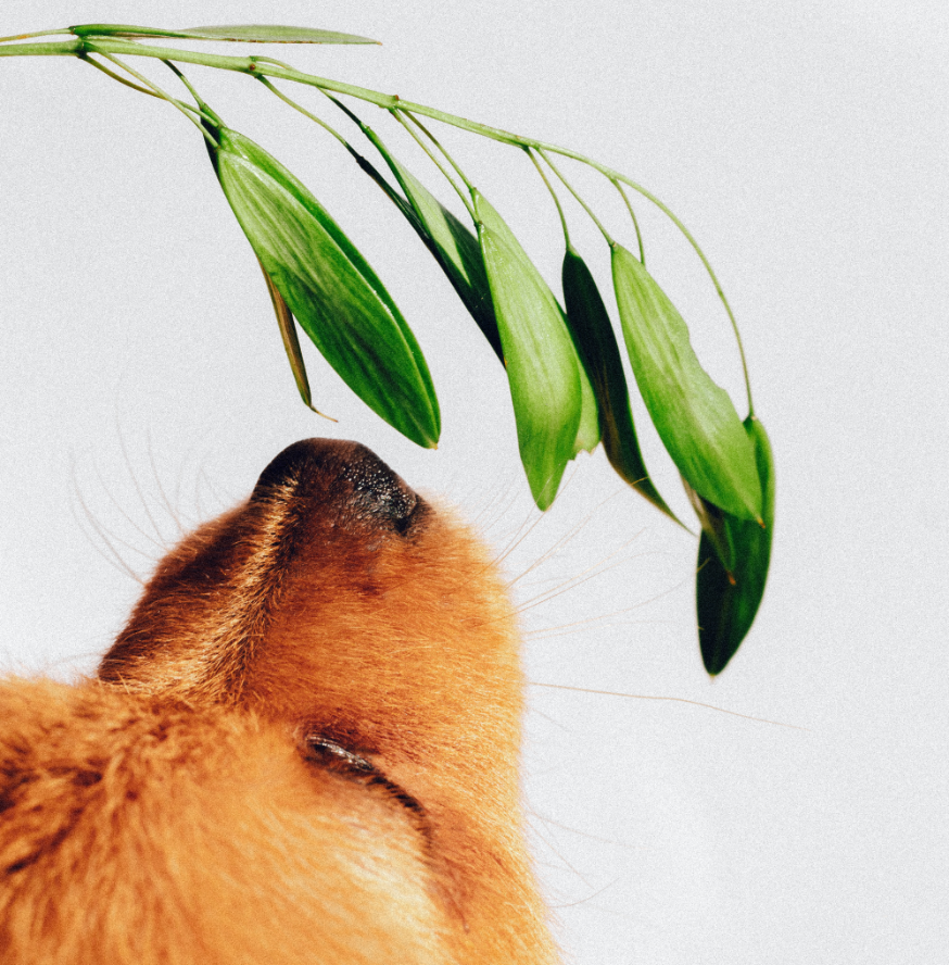 Benefits of Hemp For Dogs