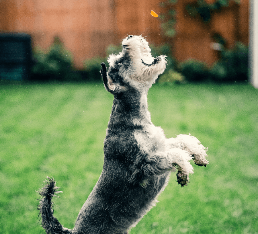 Best Veggies for Dogs