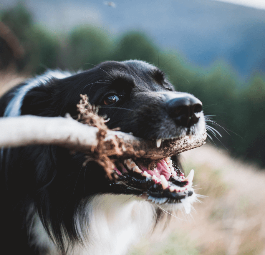 How to Look After Your Dog's Teeth