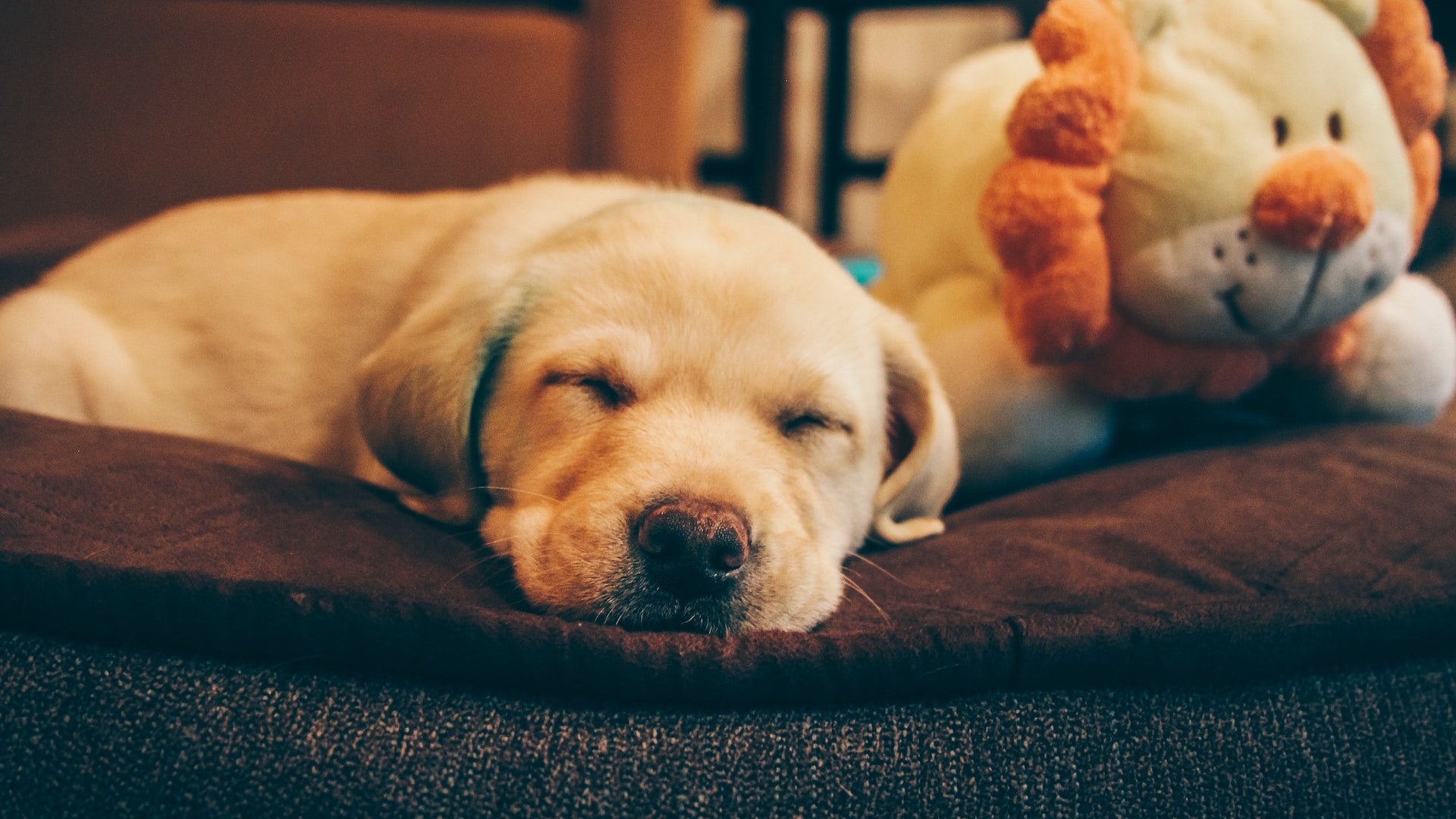 NEW PUPPY