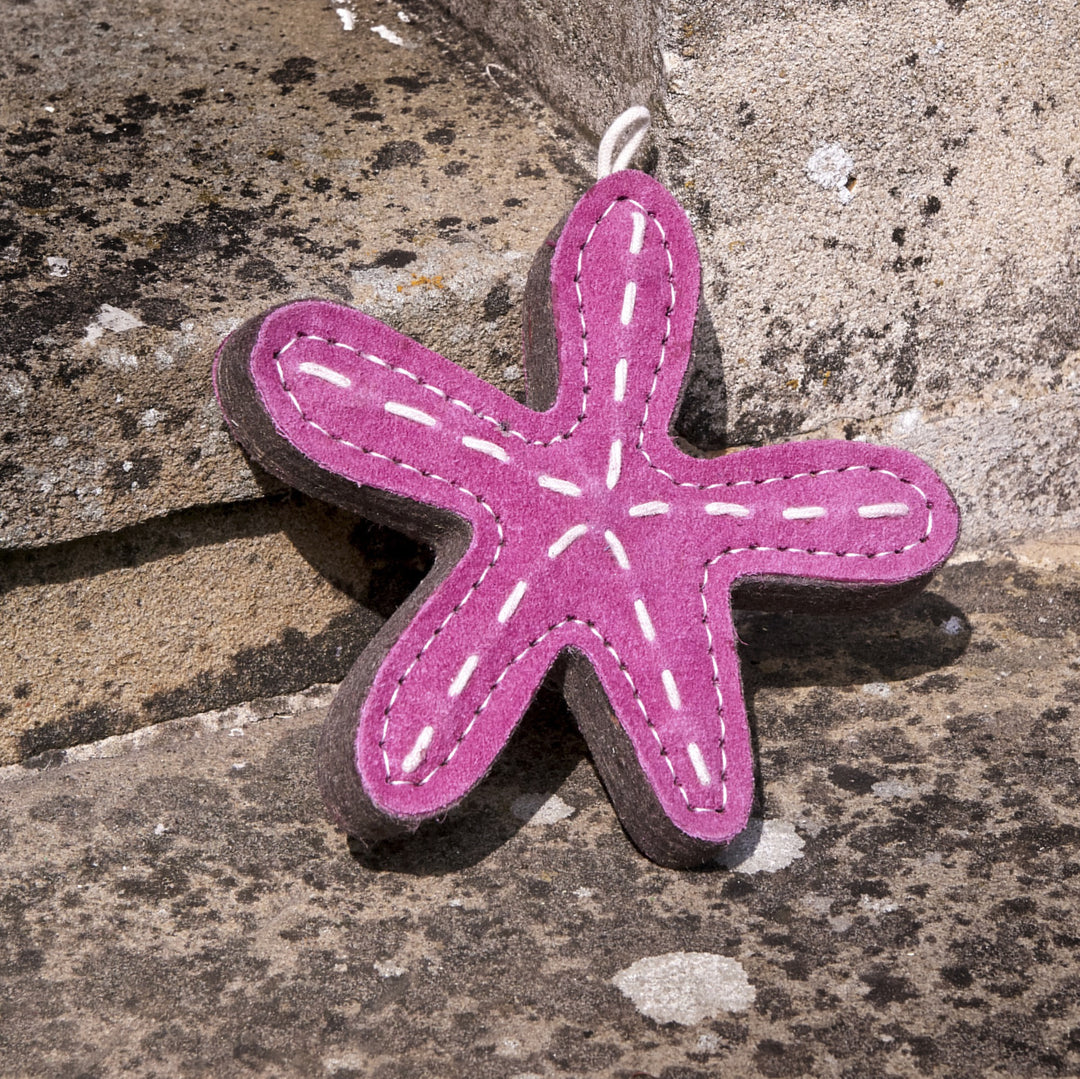 Stanley the Starfish
