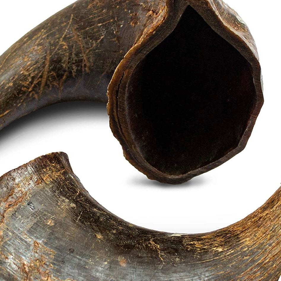 Buffalo Horn