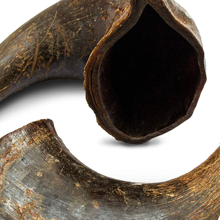 Buffalo Horn
