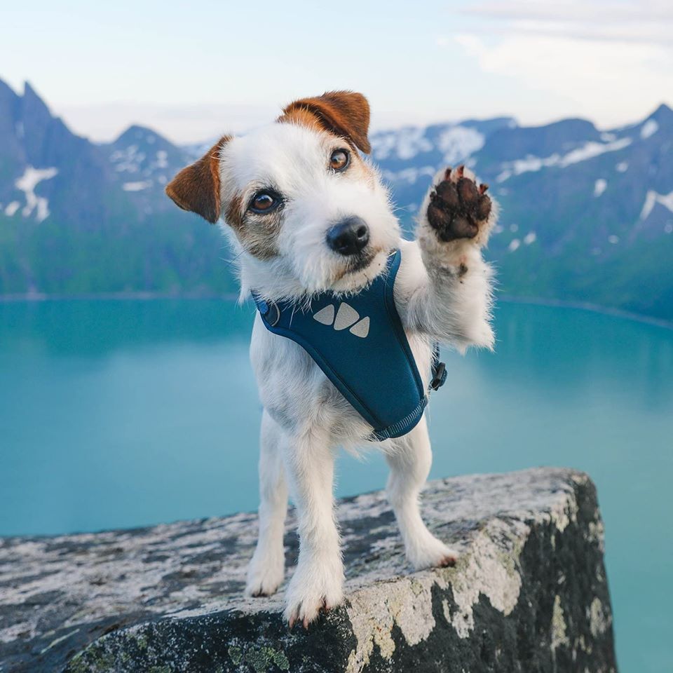 dog harness hurtta teal