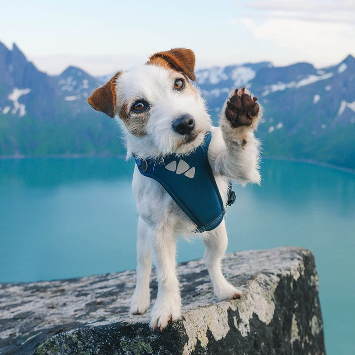 dog harness hurtta teal