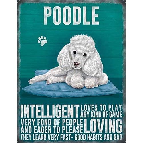 White Poodle