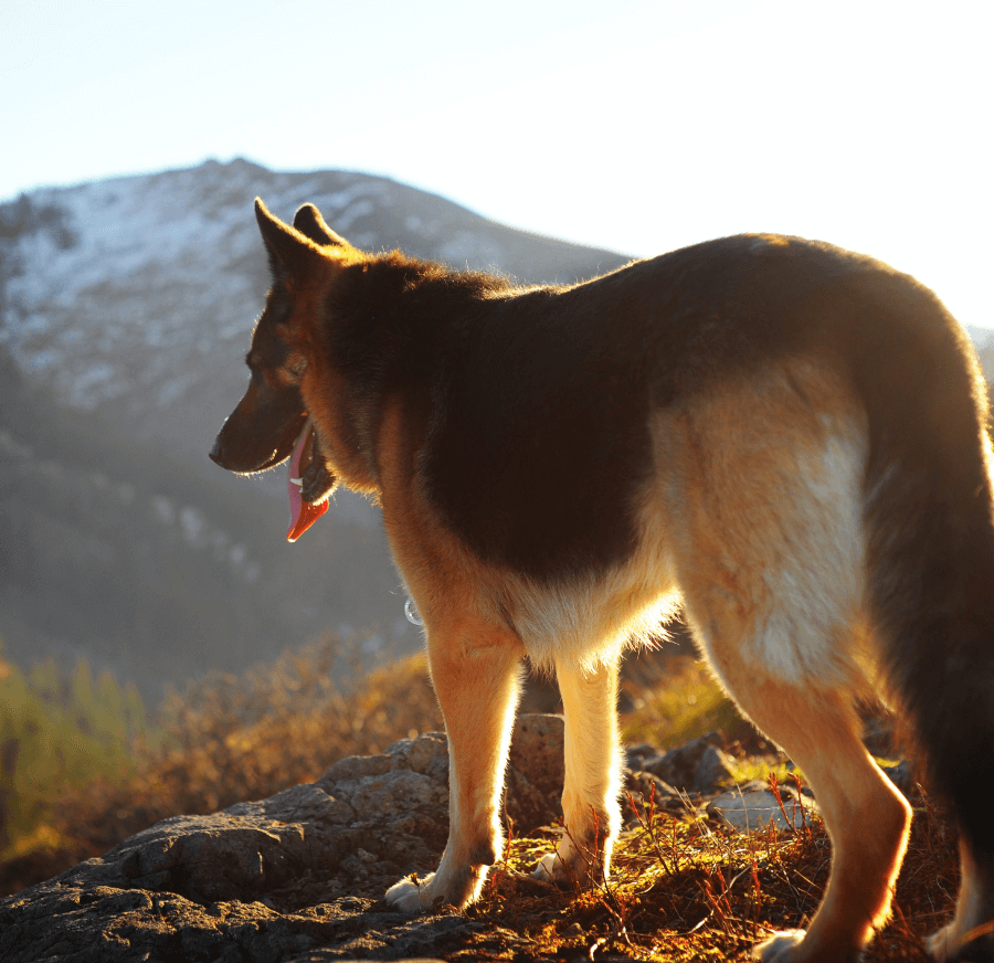 5 Must-Have Accessories For an Adventure Dog