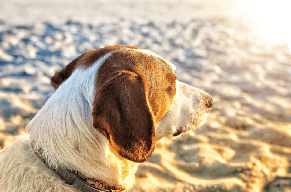 How to Keep Dogs Cool in Hot Weather
