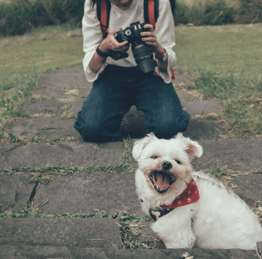 How to Take Good Pictures of Your Dog