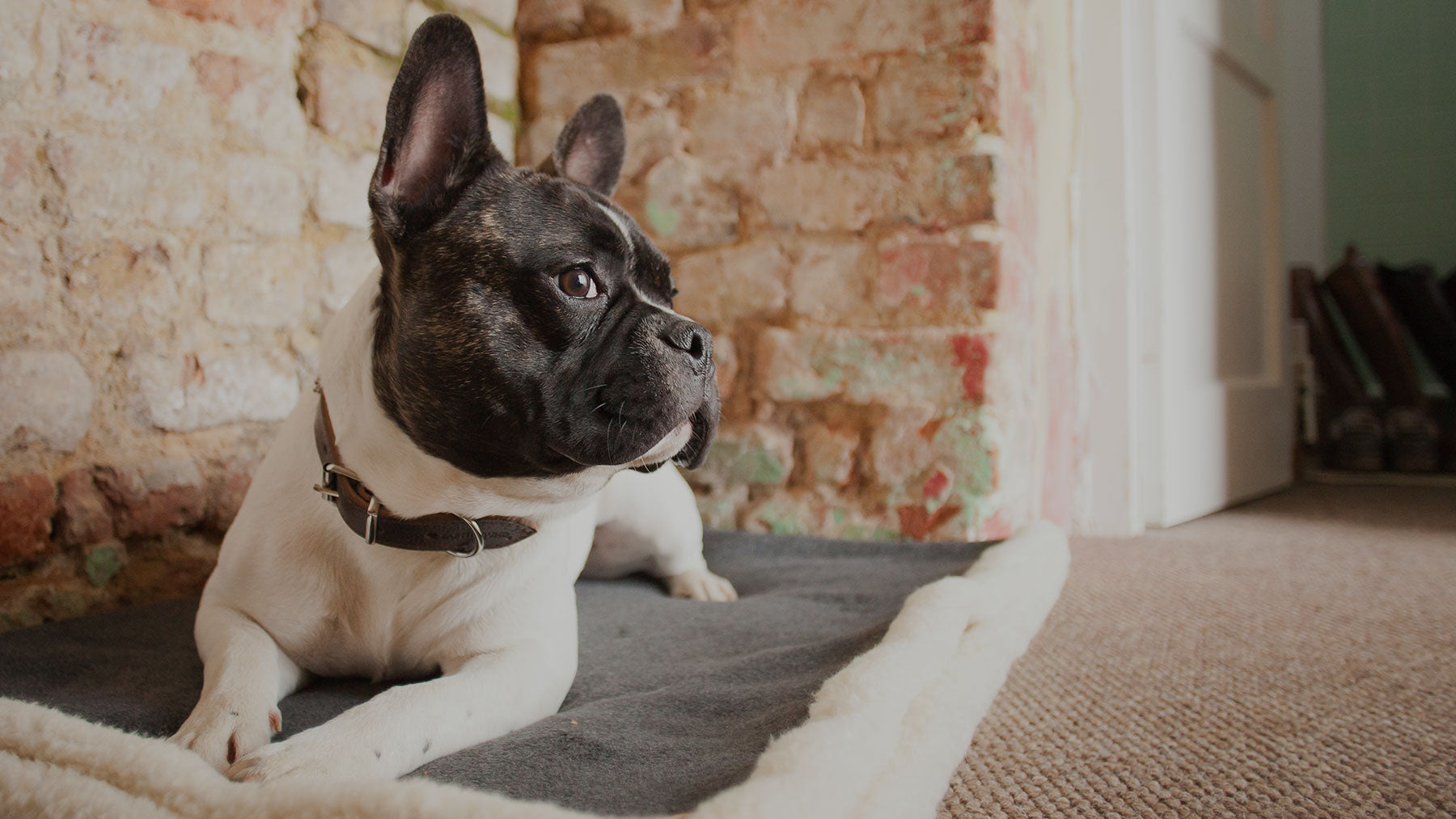 dog with leather collar sitting on a dog bed against a brick wall