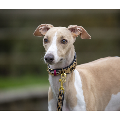 Digby & Fox Leopard Cow Hair Greyhound Collar