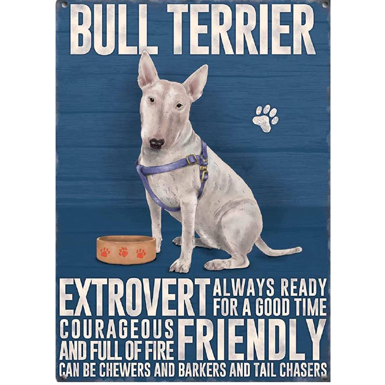 English bull 2024 terrier shop